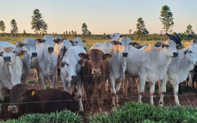 Agropecuária busca tecnologia para sequestrar gases do efeito estufa